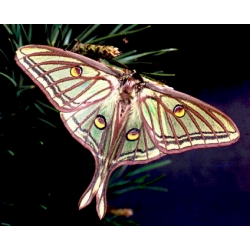 Spanish Moon Moth G isabellae eggs